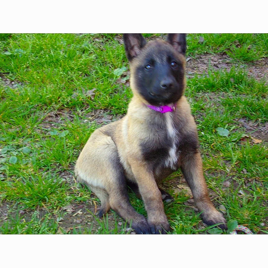Ruby participe au concours pour gagner de l'argent avec cette photo : puppy, dog, grass, outdoor, animal, pet, collar, sitting, cute, young, nature, ears, fur, canine, alert, ground, mammal, adorable, portrait, greenery
