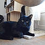 Bounty a rejoint le concours — aidez-le/la à gagner de superbes lots ! black_cat, cat, pet, scratching_post, indoor, wooden_floor, bookshelf, window, natural_light, curious, feline, animal, home, relaxed, fur, whiskers, ears, eyes, floor, furniture