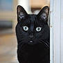 cat, black_cat, animal, pet, indoor, doorframe, curious, wide_eyes, whiskers, feline, portrait, close_up, looking, ears, soft_light, household, mystery, quiet, alert, domestic