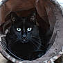 black_cat, cat, pet, animal, feline, eyes, whiskers, indoor, cozy, tunnel, fabric, fur, looking, cute, close_up, portrait, domestic_cat, resting, soft, curious