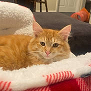Cillian is registered to the contest to win money with this photo: cat, orange_cat, pet, feline, blanket, red_blanket, white_blanket, indoor, cozy, furniture, chair, wooden_chair, door, sign, home, living_room, relaxed, cute, animal, fur
