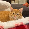 cat, orange_cat, pet, feline, blanket, red_blanket, white_blanket, indoor, cozy, furniture, chair, wooden_chair, door, sign, home, living_room, relaxed, cute, animal, fur