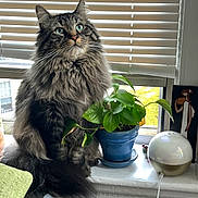 Frankie is registered to the contest to win money with this photo: cat, fluffy, window, plant, potted_plant, green_leaves, humidifier, windowsill, blinds, indoor, pet, feline, long_hair, sitting, domestic_animal, natural_light, houseplant, fur, closeup, curious