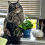cat, fluffy, window, plant, potted_plant, green_leaves, humidifier, windowsill, blinds, indoor, pet, feline, long_hair, sitting, domestic_animal, natural_light, houseplant, fur, closeup, curious