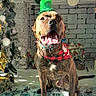Oscar is registered to the contest to win money with this photo: dog, brindle, hat, bandana, christmas_tree, fireplace, holiday_decorations, festive, indoor, pet, smiling, sitting, tongue_out, light, shadow, plant, rug, floor, wall, cozy