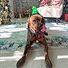 dog, brindle, christmas_hat, holiday, rug, reindeer_print, fireplace, stockings, armchair, pillow, plush_toy, decorations, indoor, tongue_out, pet, festive, holiday_decor, merry_christmas, floor, cute