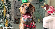 Oscar is registered to the contest to win money with this photo: dog, hat, bandana, fireplace, stockings, christmas, holiday, decorations, plush_toy, chair, smiling, indoor, festive, pet, gift_boxes, tree, ribbon, candle, floor, white_brick