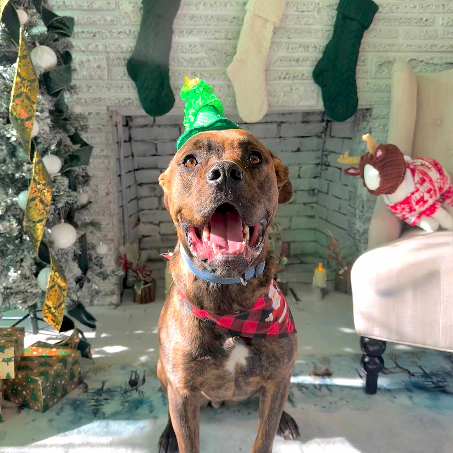 Oscar is registered to the contest to win money with this photo: dog, hat, bandana, fireplace, stockings, christmas, holiday, decorations, plush_toy, chair, smiling, indoor, festive, pet, gift_boxes, tree, ribbon, candle, floor, white_brick