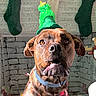 Oscar is registered to the contest to win money with this photo: dog, brown_dog, pet, festive_hat, bandana, fireplace, stockings, holiday_decor, christmas, brick_wall, indoor, cute, animal, closeup, portrait, decorations, cozy, celebration, holiday, funny_expression