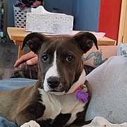 Rain joined the competition — help win amazing prizes! brown_and_white, casual, close_up, collar, comfort, couch, curious, dog, furniture, home, human_arm, indoor, name_tag, paw, pet, portrait, relaxed, resting, tattoo, tissue_box