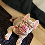 Aria Or Ari joined the competition — help win amazing prizes! dog, french_bulldog, puppy, tongue_out, licking, pet, indoor, mat, tile_floor, collar, pink_tongue, ears, paws, closeup, shallow_depth_of_field, portrait, cute, playful, resting, domestic