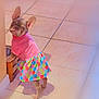 Aria Or Ari joined the competition — help win amazing prizes! dog, puppy, french_bulldog, pet, clothing, dress, pink_shirt, colorful_skirt, tile_floor, food_bowl, wooden_bowl_holder, paws, standing, looking_up, big_ears, wide_eyes, indoor, home, cute, pet_fashion