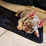 dog, puppy, french_bulldog, pet, indoor, mat, tile_floor, paw, ears, face, wrinkled_face, sleepy, resting, close_up, portrait, collar, cute, canine, floor, bokeh