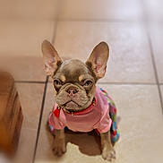 Aria Or Ari is registered to the contest to win money with this photo: dog, french_bulldog, puppy, pet, small_dog, pink_sweater, collar, ears, wrinkled_face, cute, expression, sitting, indoor, tile_floor, close_up, portrait, looking_up, paws, blur_background, home