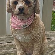 Mazie is registered to the contest to win money with this photo: dog, curly_fur, pink_bandana, wooden_bench, outdoor, fence, pet, canine, cute, portrait, sitting, fur, animal, close_up, backyard, daylight, brown, white_fence, pet_accessory, calm