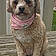 Mazie