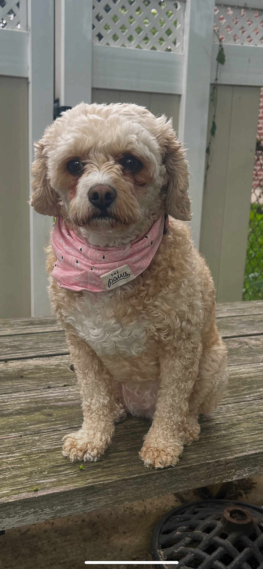 Mazie is registered to the contest to win money with this photo: dog, curly_fur, pink_bandana, wooden_bench, outdoor, fence, pet, canine, cute, portrait, sitting, fur, animal, close_up, backyard, daylight, brown, white_fence, pet_accessory, calm