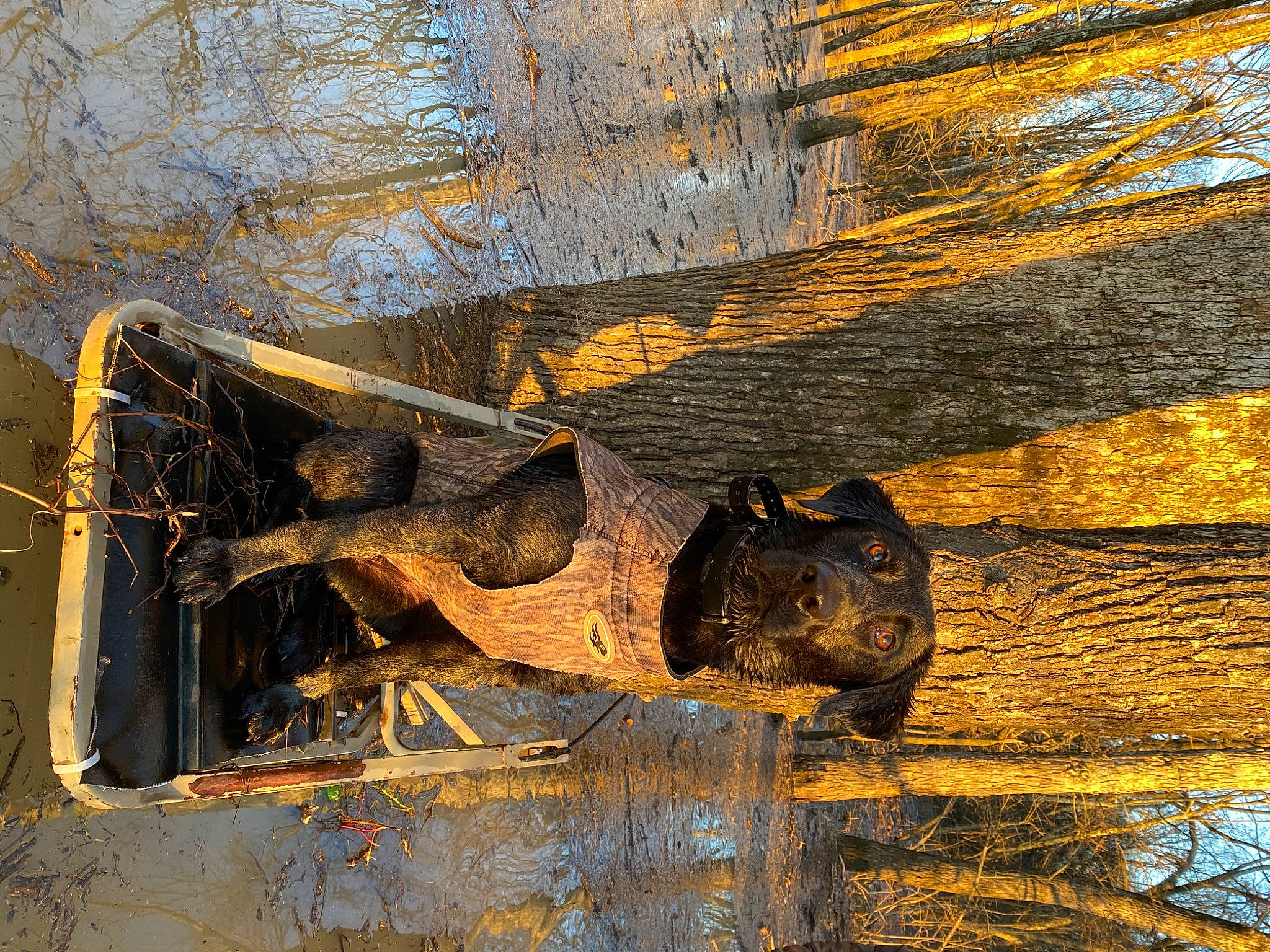 Etta is registered to the contest to win money with this photo: auto_part, automotive_tire, automotive_wheel_system, grass, metal, plant, reflection, sculpture, shadow, snout, tints_and_shades, tire, tree, trunk, twig, water, wheel, wildlife, winter, wood