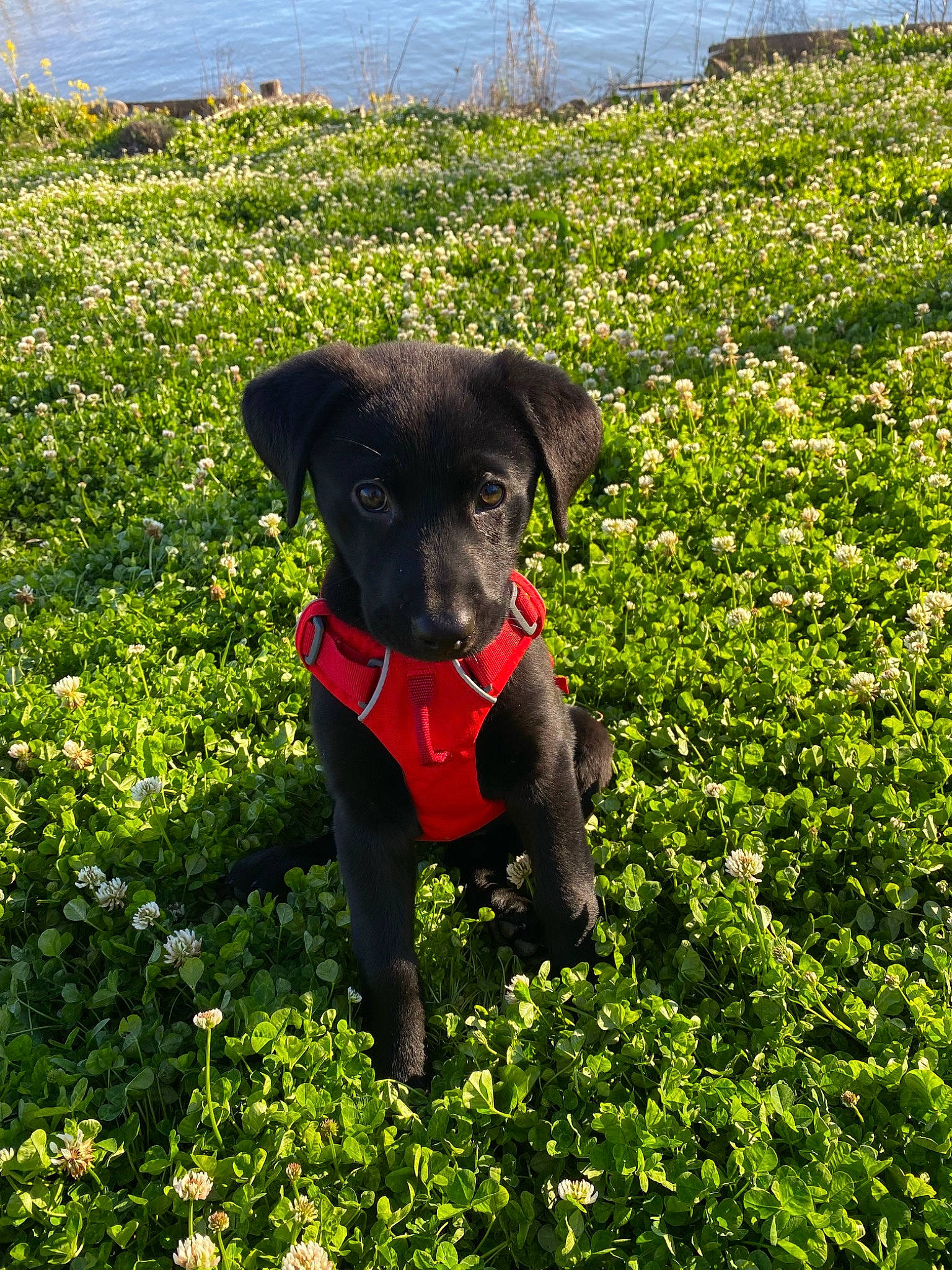 Etta is registered to the contest to win money with this photo: agriculture, annual_plant, botany, canidae, carnivore, collar, companion_dog, dog, dog_breed, dog_collar, fashion_accessory, fawn, grass, grassland, groundcover, plant, shrub, snout, water, working_animal