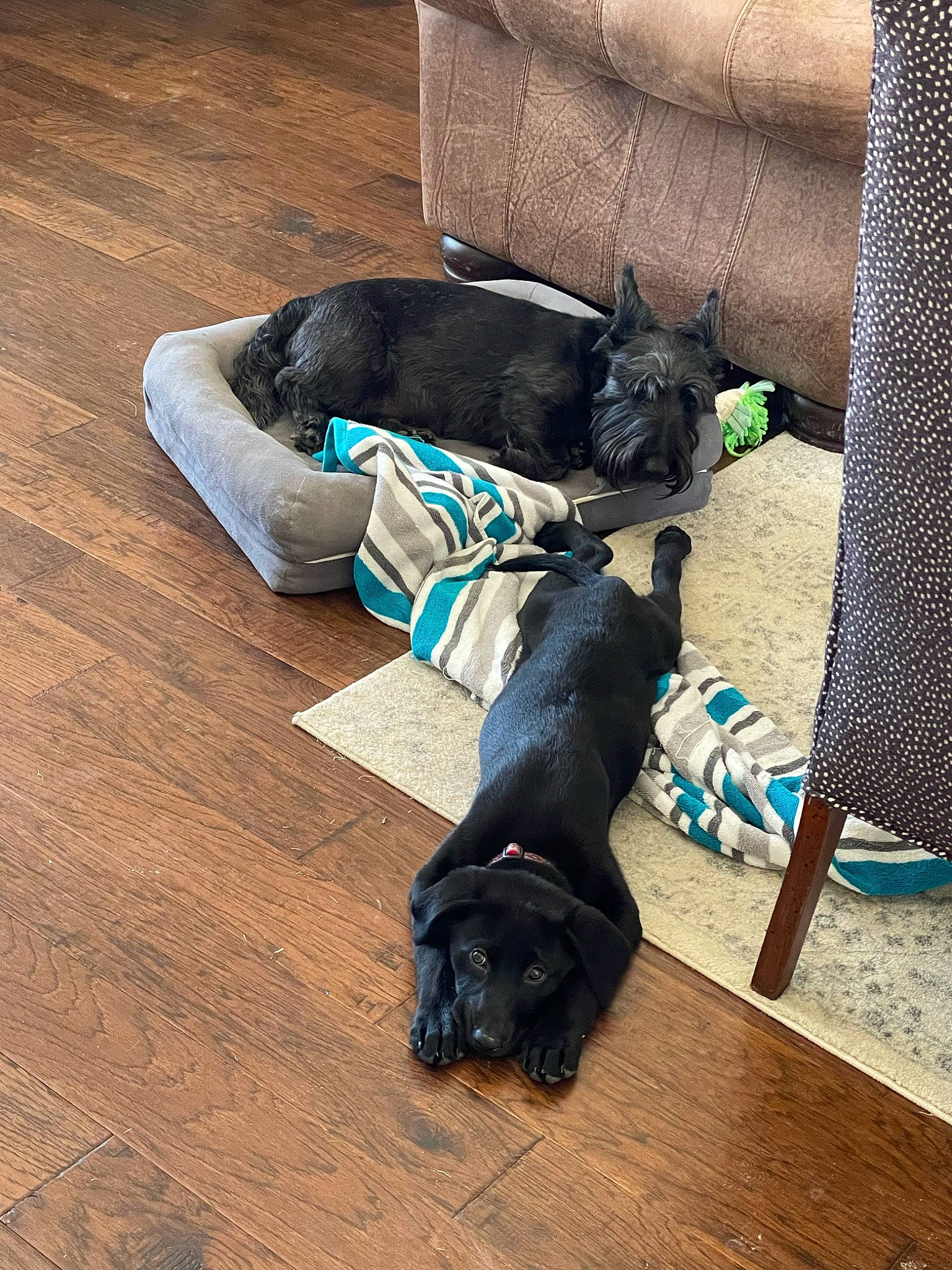 Etta is registered to the contest to win money with this photo: carnivore, comfort, companion_dog, dog, dog_breed, dog_supply, electric_blue, fawn, flooring, fur, grass, grey, hardwood, laminate_flooring, pet_supply, tail, toy_dog, wood, wood_flooring, working_animal