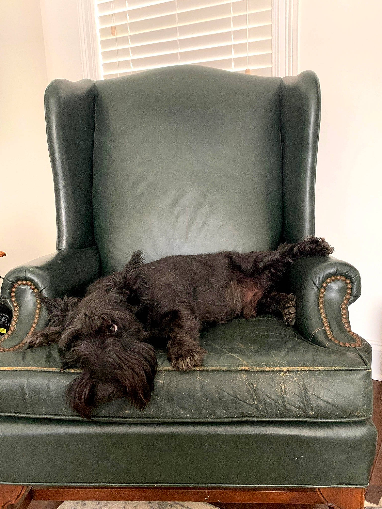 Toby joined the competition — help win amazing prizes! brown, carnivore, comfort, companion_dog, couch, dog, dog_breed, felidae, flooring, furniture, hardwood, liver, living_room, room, sofa_bed, sporting_group, studio_couch, tail, window_blind, wood