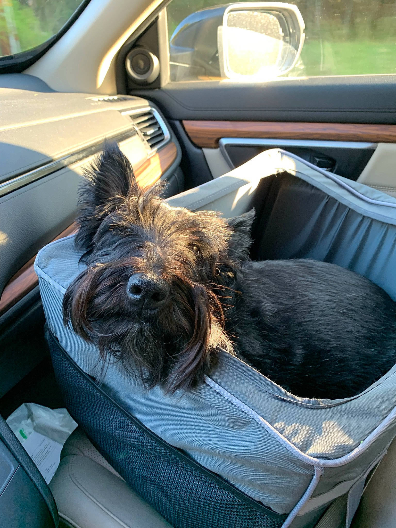 Toby joined the competition — help win amazing prizes! auto_part, automotive_design, automotive_exterior, car, car_seat, car_seat_cover, carnivore, comfort, companion_dog, dog, dog_breed, family_car, luxury_vehicle, motor_vehicle, personal_luxury_car, toy_dog, vehicle, vehicle_door, window, windshield