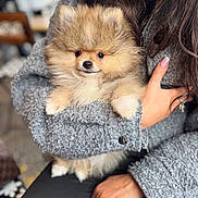 Winnie a rejoint le concours — aidez-le/la à gagner de superbes lots ! animal, blurred_background, clothing, cute, dog, fingers, fluffy, fur, gray, hand, indoor, jacket, nails, person, pet, pomeranian, portrait, puppy, sitting, small_dog