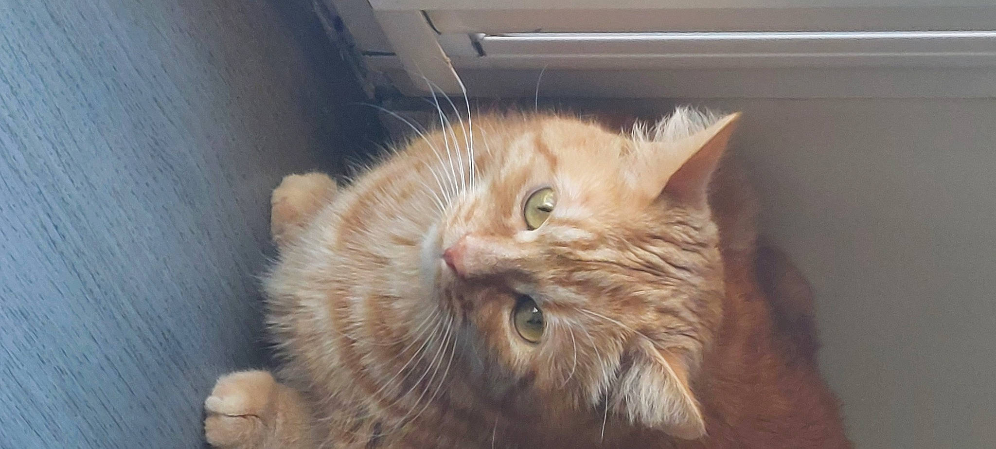 Samouraï participe au concours pour gagner de l'argent avec cette photo : carnivore, cat, comfort, domestic_short_haired_cat, ear, fawn, felidae, fur, small_to_medium_sized_cats, snout, terrestrial_animal, whiskers, wood