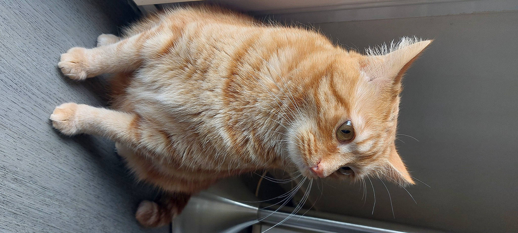 Samouraï participe au concours pour gagner de l'argent avec cette photo : carnivore, cat, claw, domestic_short_haired_cat, fawn, felidae, fur, nap, paw, small_to_medium_sized_cats, snout, tail, terrestrial_animal, whiskers, wildlife, window