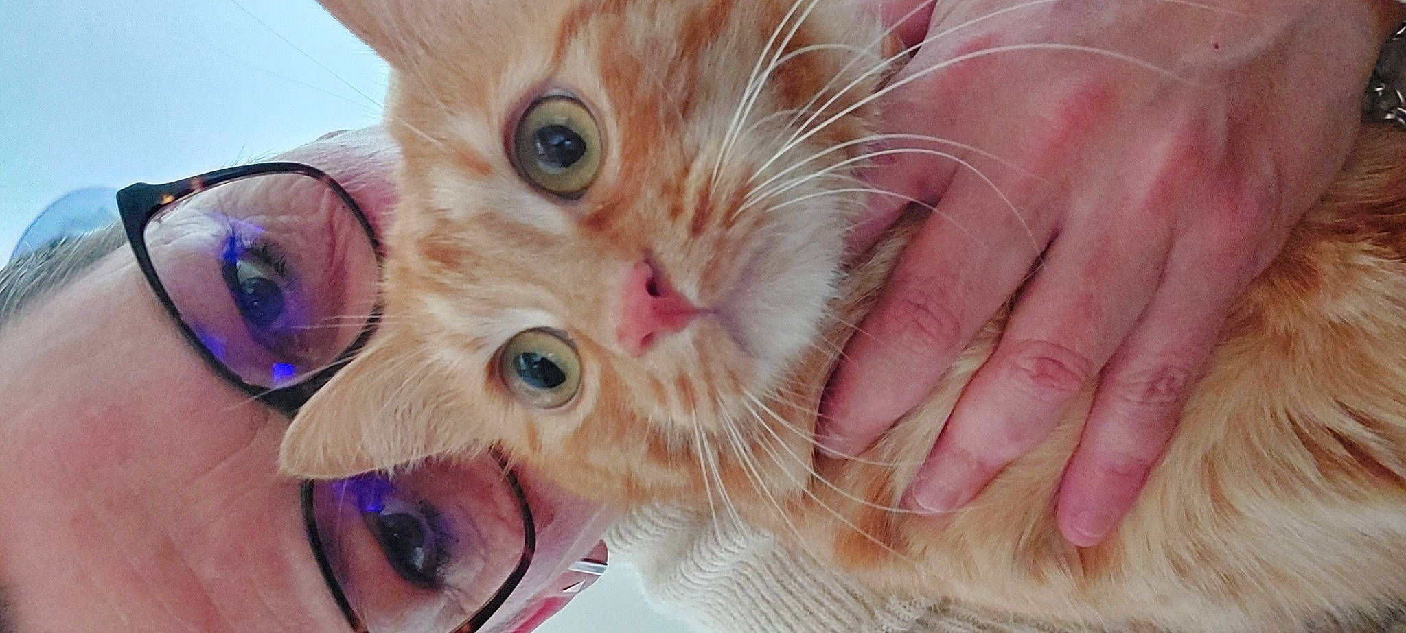 Samouraï participe au concours pour gagner de l'argent avec cette photo : carnivore, cat, claw, domestic_short_haired_cat, ear, eye, eyelash, eyewear, fawn, felidae, fur, gesture, iris, nail, nose, paw, skin, small_to_medium_sized_cats, snout, whiskers