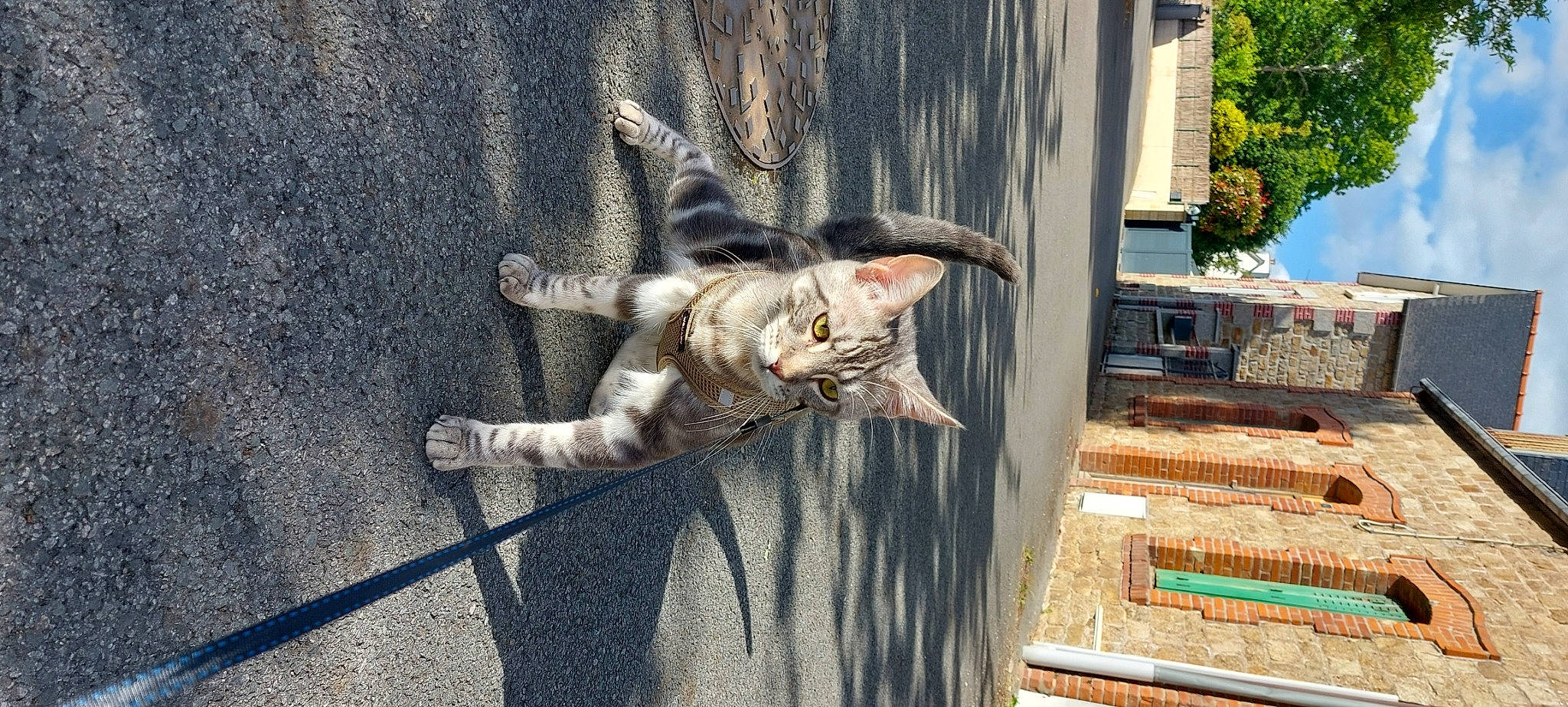 Simba a rejoint le concours — aidez-le/la à gagner de superbes lots ! building, carnivore, cat, claw, domestic_short_haired_cat, door, fawn, felidae, fur, grey, paw, sitting, small_to_medium_sized_cats, snout, street, tail, tree, whiskers, window, wood