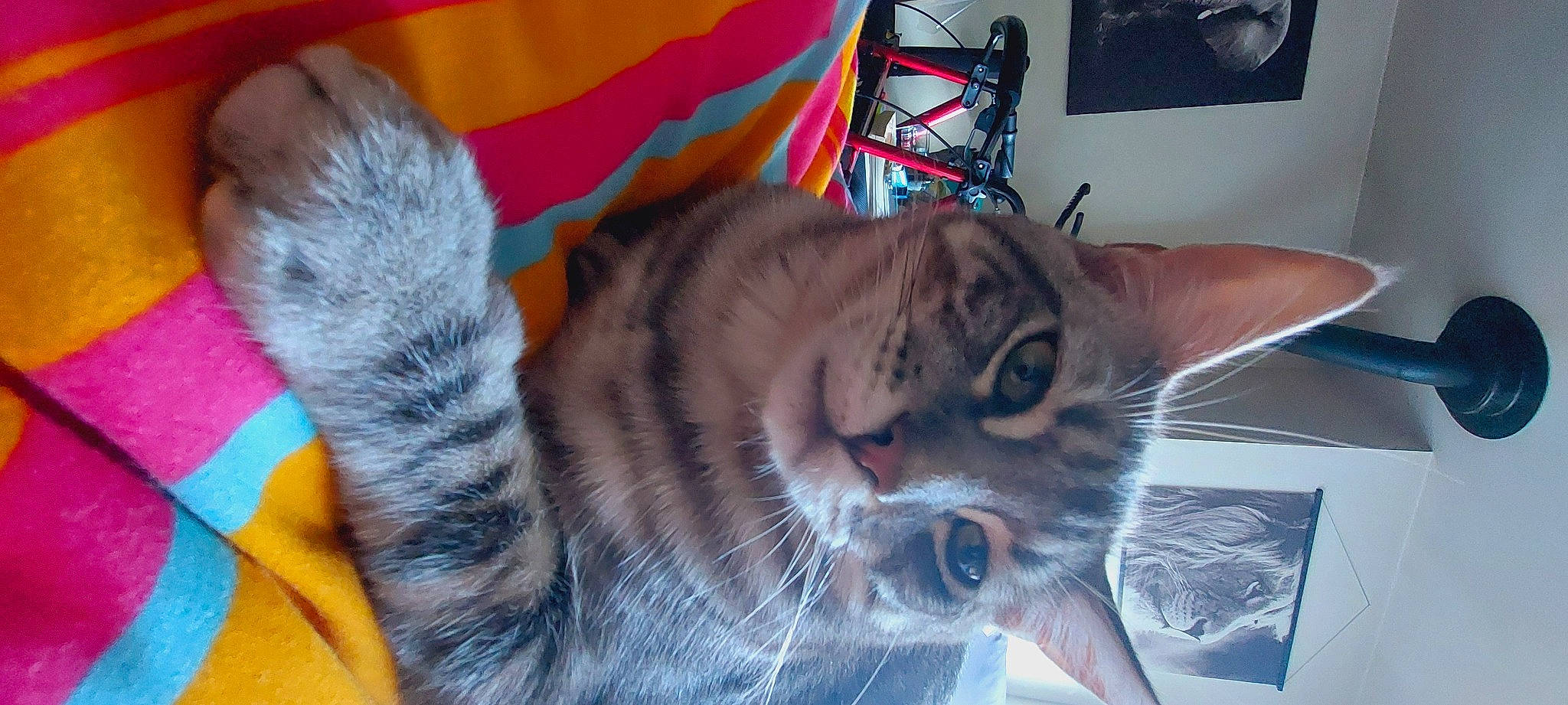 Simba participe au concours pour gagner de l'argent avec cette photo : carnivore, cat, cat_bed, cat_supply, comfort, domestic_short_haired_cat, electric_blue, fang, felidae, fur, paw, picture_frame, small_to_medium_sized_cats, snout, whiskers