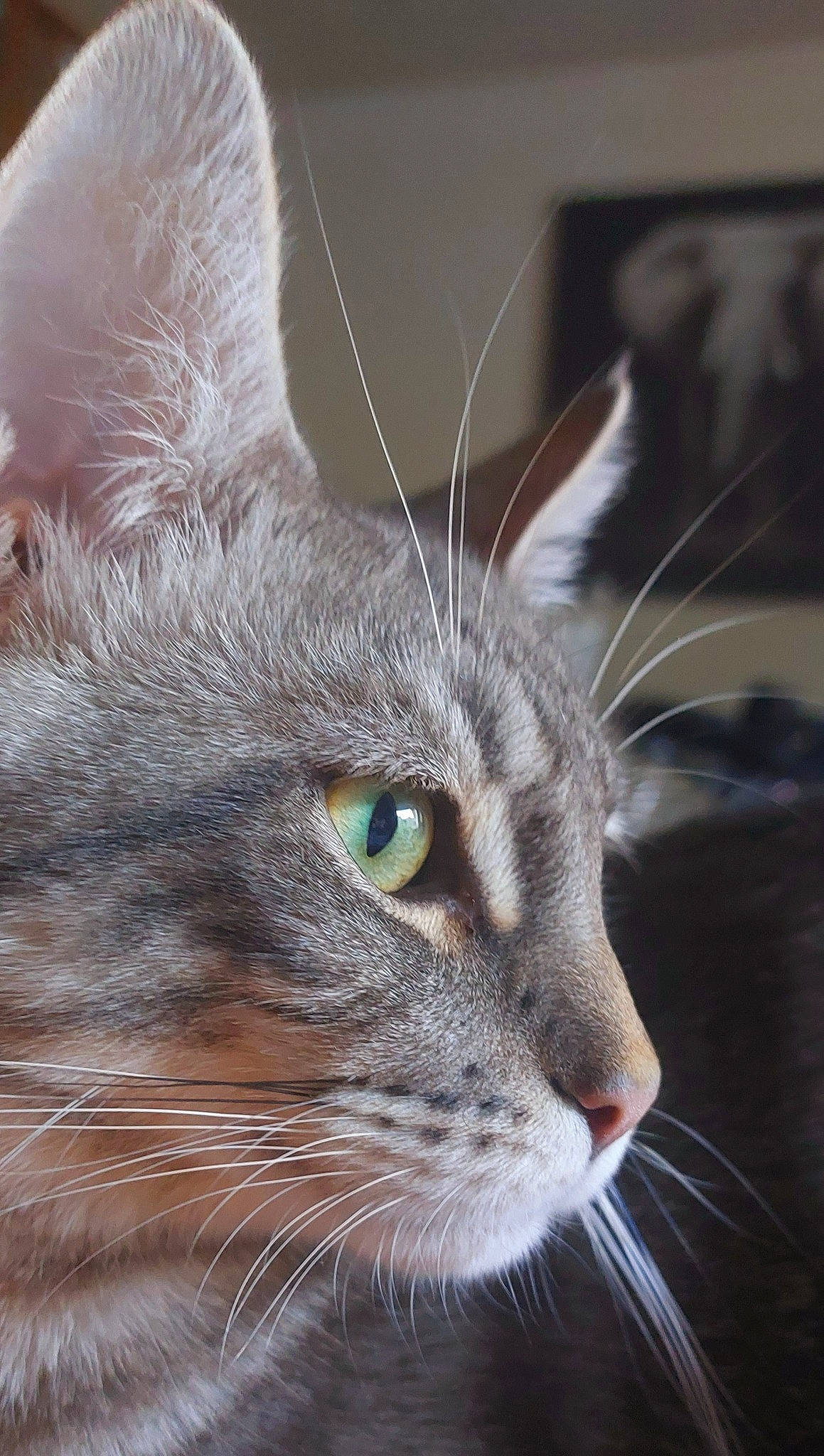 Simba participe au concours pour gagner de l'argent avec cette photo : carnivore, cat, close_up, domestic_short_haired_cat, ear, electric_blue, felidae, fur, grass, macro_photography, plant, small_to_medium_sized_cats, snout, terrestrial_animal, whiskers, wildlife, window