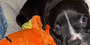 Hank is registered to the contest to win money with this photo: puppy, dog, bed, plush_toy, orange_toy, black_and_white, cozy, cute, pet, animal, soft, snuggling, indoor, blanket, comfort, small, young, fur, sleepy, resting