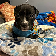 Hank is registered to the contest to win money with this photo: puppy, dog, sweater, bed, blanket, indoor, cozy, black_and_white, cute, small, animal, pet, fur, soft, resting, portrait, closeup, comfort, home, young