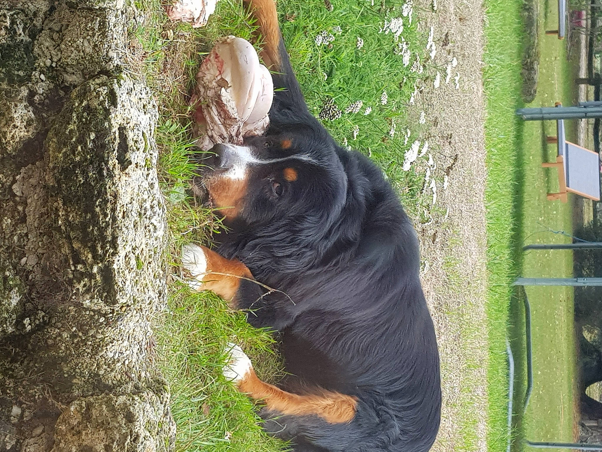 Gibbs a rejoint le concours — aidez-le/la à gagner de superbes lots ! carnivore, companion_dog, dog, dog_breed, fur, grass, guard_dog, mesh, pet_supply, plant, sporting_group, tail, terrestrial_animal, tree, trunk, wood, working_dog