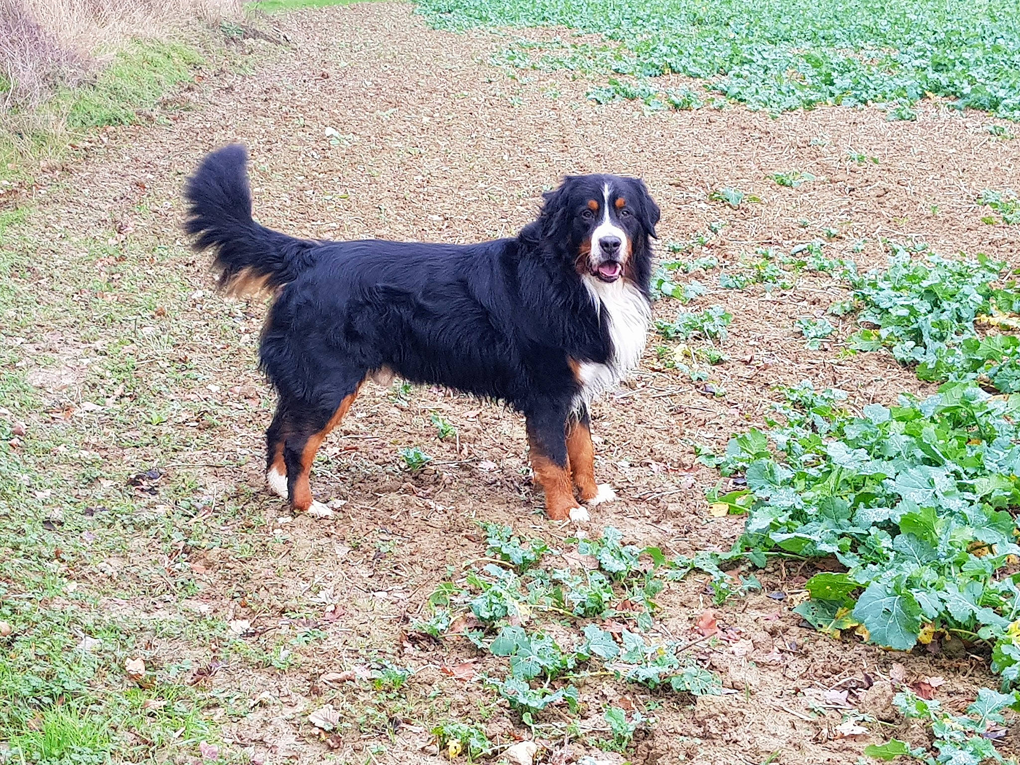 Gibbs a rejoint le concours — aidez-le/la à gagner de superbes lots ! bernese_mountain_dog, canidae, carnivore, companion_dog, dog, dog_breed, grass, groundcover, gun_dog, herb, hunting_dog, plant, soil, sporting_group, tail, terrestrial_animal, working_animal, working_dog
