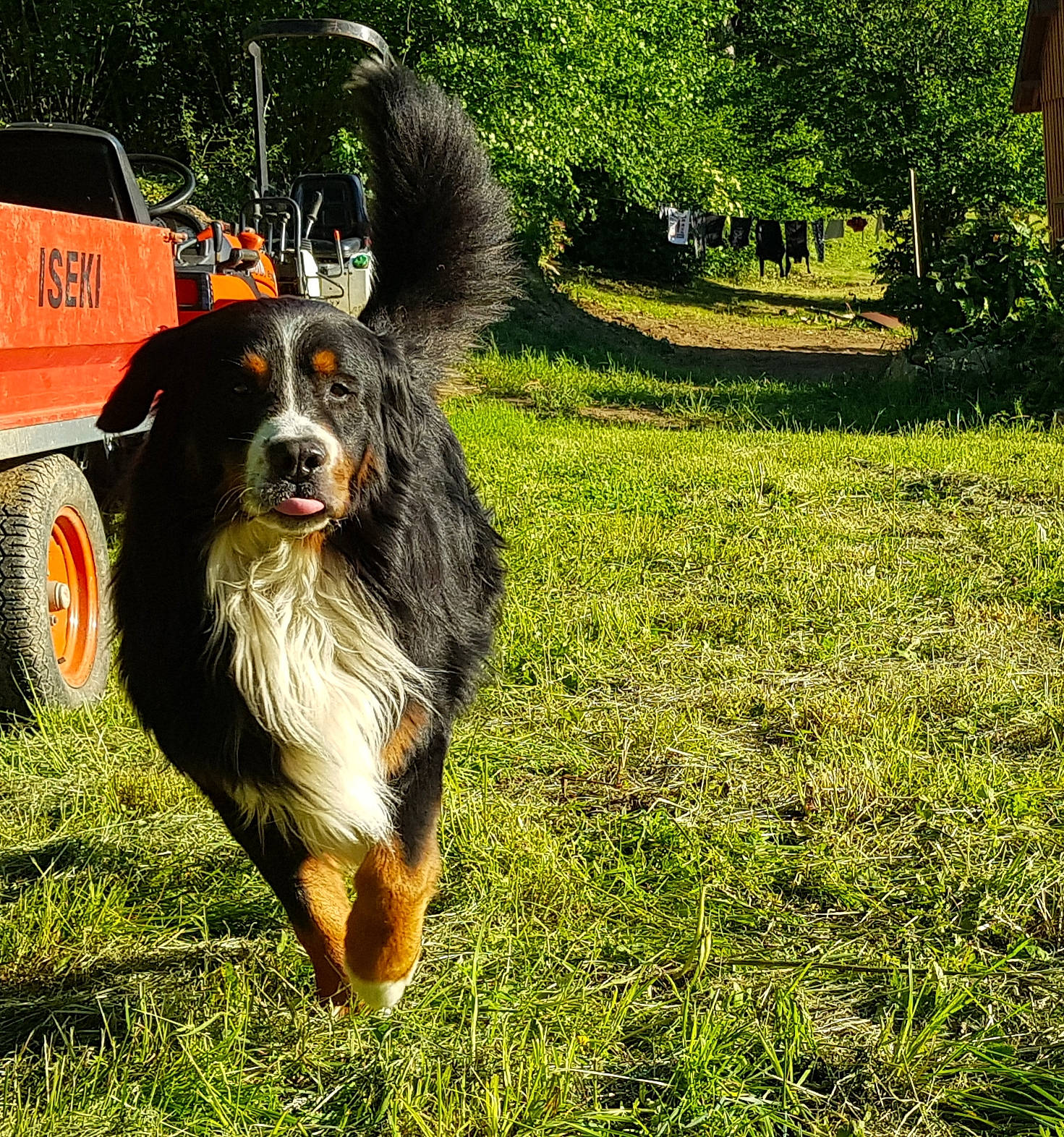 Gibbs a rejoint le concours — aidez-le/la à gagner de superbes lots ! automotive_tire, bernese_mountain_dog, canidae, carnivore, companion_dog, dog, dog_breed, grass, groundcover, herding_dog, motor_vehicle, plant, snout, sporting_group, tire, tree, vehicle, wheel, working_animal, working_dog