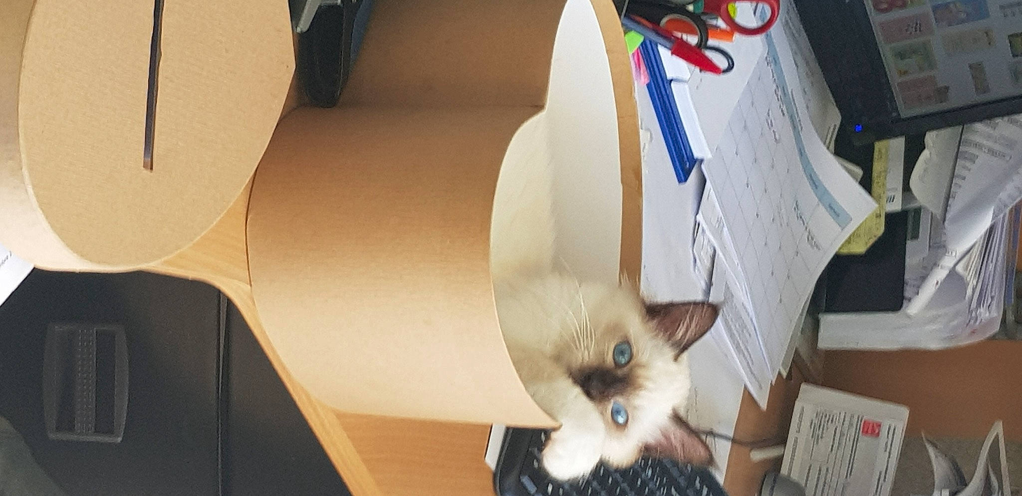 Only You a rejoint le concours — aidez-le/la à gagner de superbes lots ! balinese, box, cardboard, carnivore, cat, domestic_short_haired_cat, fawn, felidae, fur, paper, paper_product, plant, siamese, small_to_medium_sized_cats, tail, thai, whiskers, wood