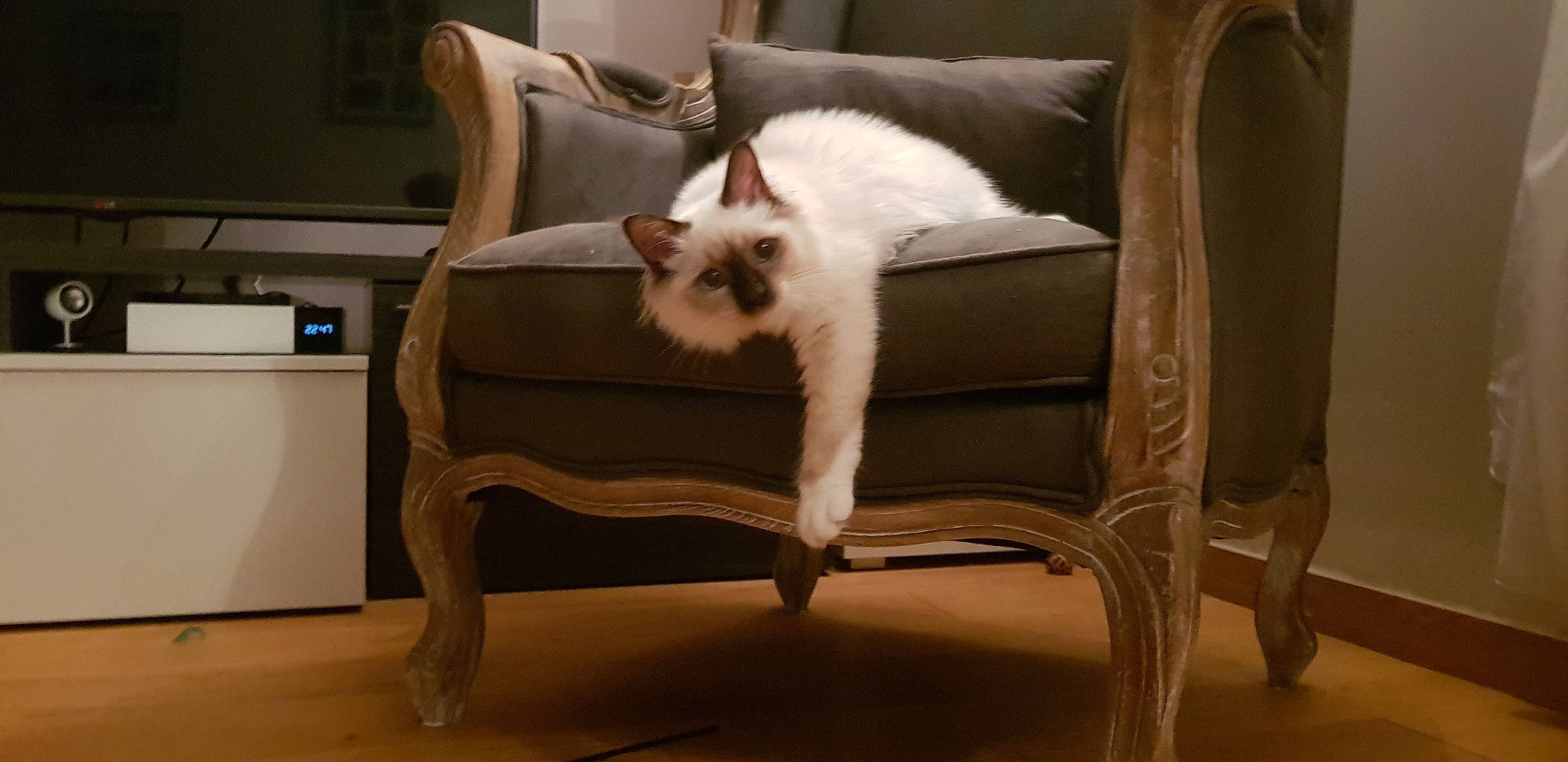 Only You participe au concours pour gagner de l'argent avec cette photo : carnivore, cat, chair, comfort, companion_dog, couch, fawn, felidae, floor, flooring, fur, furniture, hardwood, living_room, pillow, small_to_medium_sized_cats, studio_couch, tail, whiskers, wood