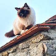 Only You a rejoint le concours — aidez-le/la à gagner de superbes lots ! cat, fluffy, stone_wall, outdoor, sky, curious, animal, pet, feline, brown, white, ears, tail, nature, daylight, mammal, portrait, sitting, looking_down, roof_tiles