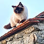 cat, fluffy, stone_wall, outdoor, sky, curious, animal, pet, feline, brown, white, ears, tail, nature, daylight, mammal, portrait, sitting, looking_down, roof_tiles