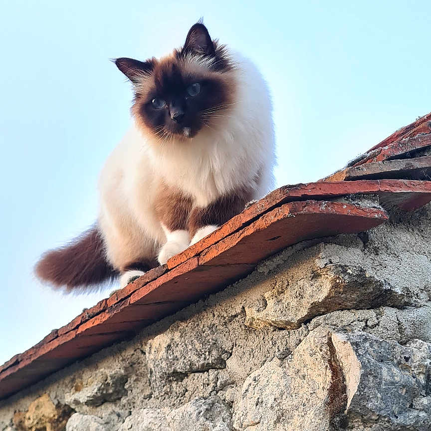 Only You a rejoint le concours — aidez-le/la à gagner de superbes lots ! animal, brown, cat, curious, daylight, ears, feline, fluffy, looking_down, mammal, nature, outdoor, pet, portrait, roof_tiles, sitting, sky, stone_wall, tail, white
