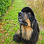 Ranger a rejoint le concours — aidez-le/la à gagner de superbes lots ! animal, black, canine, cap, cute, dog, fluffy, fur, grass, greenery, happy, hat, nature, outdoor, path, pet, portrait, smile, tan, teeth