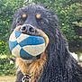 dog, ball, outdoor, nature, greenery, pet, animal, playing, fur, collar, closeup, portrait, black, brown, curly_fur, grass, tree, daylight, canine, toy