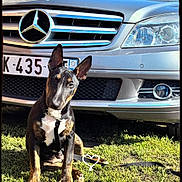 Antoinette participe au concours pour gagner de l'argent avec cette photo : dog, puppy, grass, car, silver_car, outdoor, sunlight, pet, leash, license_plate, sitting, ears, brindle, collar, vehicle, front_view, nature, daylight, cute, animal