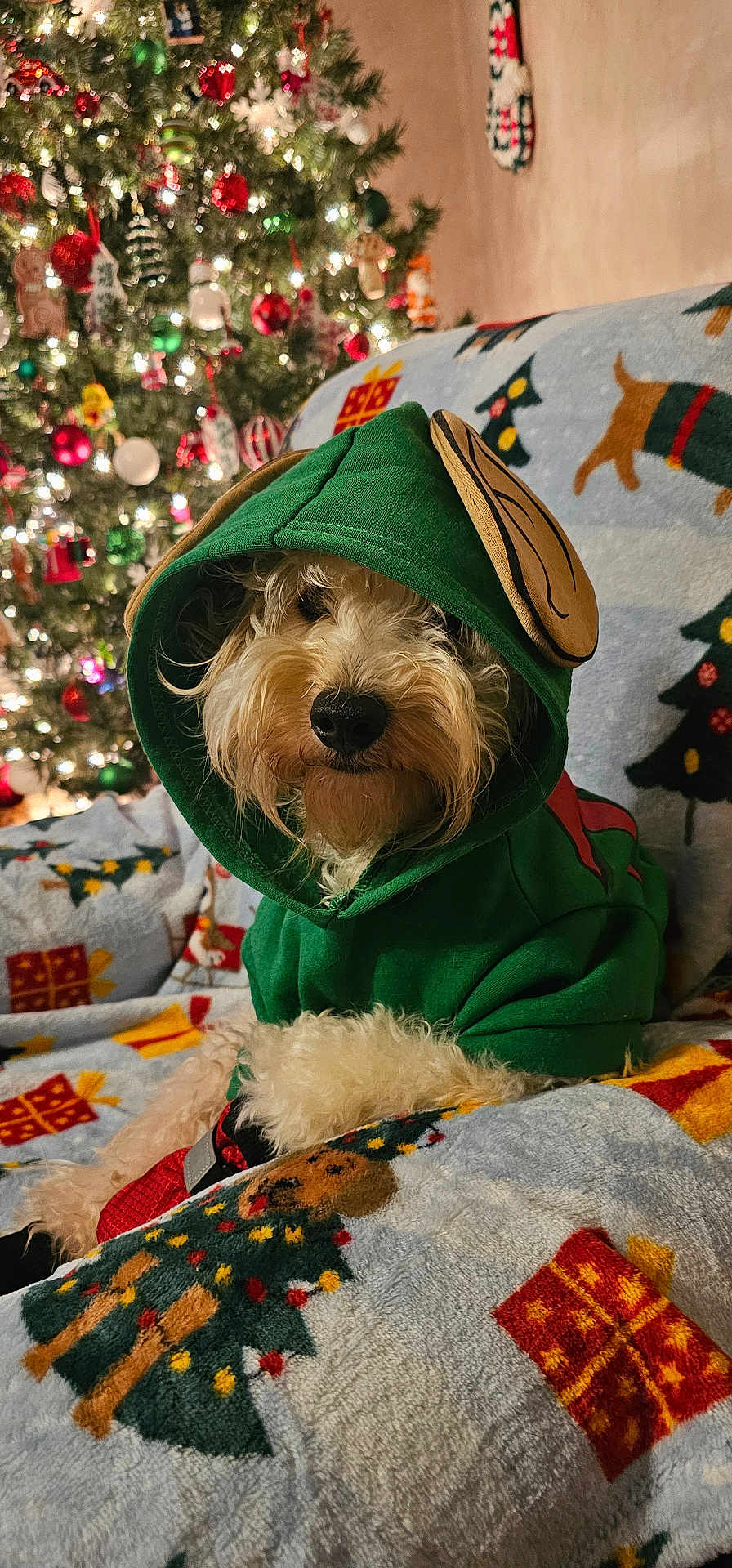 Charlie is registered to the contest to win money with this photo: dog, hoodie, christmas_tree, christmas_lights, blanket, festive, holiday, decorations, indoor, pet, fur, cute, cozy, canine, seasonal, celebration, animal, relaxing, warm, home