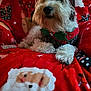 Charlie joined the competition — help win amazing prizes! dog, reindeer_costume, christmas, holiday, blanket, santa_claus, red, white, cute, pet, fur, decor, festive, indoor, cozy, relaxed, animal, costume, christmas_tree, jingle_bell