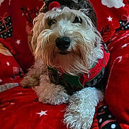 Charlie is registered to the contest to win money with this photo: dog, christmas, holiday, reindeer_costume, blanket, santa_claus, festive, indoor, cozy, decorations, fur, pet, cute, animal, relaxed, red, white, soft_texture, christmas_tree, celebration