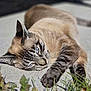Cammy joined the competition — help win amazing prizes! cat, blue_eyes, lying_down, stretching, outdoor, grass, concrete, sunlight, feline, pet, animal, tabby, close_up, relaxation, whiskers, paw, ears, daylight, nature, calm